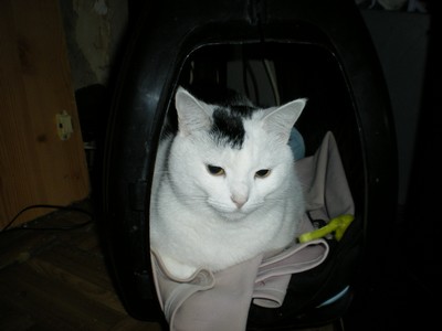 photos de mes chatmours